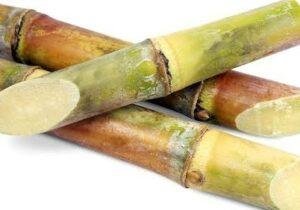 Sugar Cane uses for body skincare and glowing.